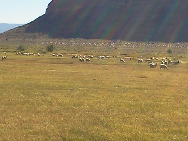 File:BB2016 sheep on church property.jpg