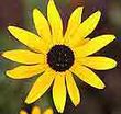 Fractflower.jpg