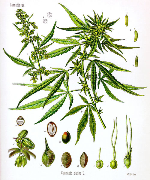 File:Cannabis sativa Koehler drawing.jpg